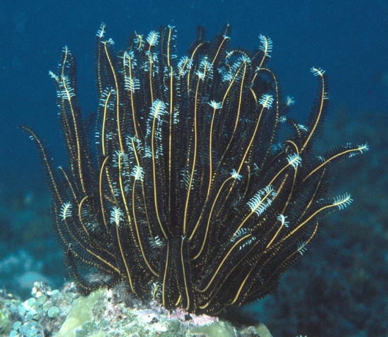 Comaster schlegelii